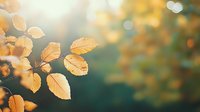 Golden autumn leaves backlit by soft morning sunlight creating dreamy bokeh effect against blurred forest background, seasonal nature photography.