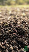 Close-up of earthworms in rich, dark soil with organic matter and roots visible. Shallow depth of field with blurred garden background. Use for agriculture, gardening, composting, soil health.