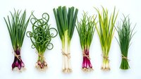Fresh green onions and scallions arranged in row showing different varieties with roots and purple bands on white background for culinary design.