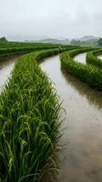 Asian farmer working in flooded rice paddy fields with lush green crops and water channels under overcast sky for agricultural and farming concepts.