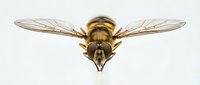 Overhead view of a golden-brown hover fly with transparent wings and striped abdomen, isolated on white background for entomology, nature education, or scientific illustration purposes.
