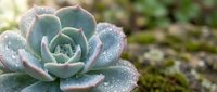 Succulent plant with morning dew drops on blue-green leaves in natural garden setting. Fresh botanical specimen for wellness and nature themes.
