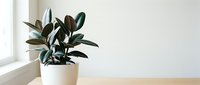 Rubber plant with glossy dark green leaves in white ceramic pot on wooden surface near window. Modern minimalist home decor and indoor gardening concept.