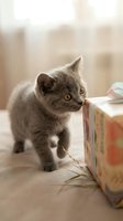 Gray kitten with yellow eyes exploring a colorful box indoors, curious young cat playing with household items, suitable for pet care and animal content.