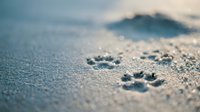 Dog paw prints in wet sand on beach shore with shallow depth of field and soft natural lighting creating peaceful coastal atmosphere.