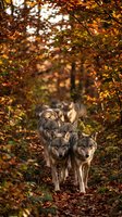 Pack of gray wolves walking through autumn forest with golden foliage and warm sunlight filtering through trees creating natural wildlife habitat scene.