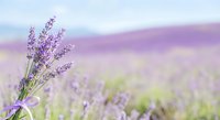 Fresh lavender bouquet in blooming field with soft purple hues and dreamy bokeh background for aromatherapy, wellness, and natural beauty concepts.