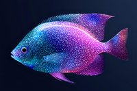 Luminescent tropical fish with vibrant blue and pink gradient coloring, sparkling scales, and flowing fins against dark background, suitable for marine life designs.