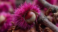 Spiky pink chestnut burr with glossy brown seed nestled among autumn branches, showcasing natural harvest textures and seasonal botanical details.