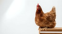 Brown hen sitting on wooden perch against white background. Farm poultry bird with reddish comb and feathers. Domestic chicken for agriculture concepts.