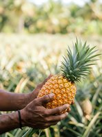 Farmer holding fresh ripe pineapple in hands at plantation field. Agricultural harvest and tropical fruit farming concept for food production and agriculture industry.