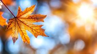 Golden maple leaf backlit by sunlight against blurred blue and orange autumn background with bokeh effect creates magical seasonal atmosphere.