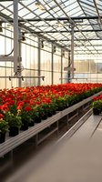 Commercial greenhouse interior with rows of vibrant red flowering plants on benches under glass roof structure for agricultural production.