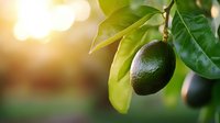 Fresh green lime fruit hanging on tree branch with glossy leaves against soft bokeh background in morning sunlight, natural organic produce.