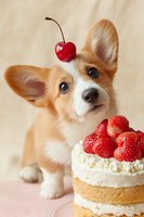 Adorable corgi puppy with cherry on head looking at strawberry cake against beige background, perfect for pet celebration content.