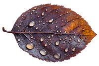 Autumn brown leaf with water droplets on dark purple surface, showing detailed texture and natural patterns. Macro photography highlights morning dew drops.
