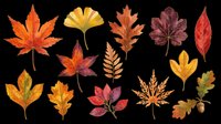 Autumn leaves collection isolated on transparent background, ready for t-shirt design, clipart, stickers, sublimation and print-on-demand projects.