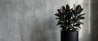 Rubber plant with dark burgundy leaves in black pot against textured concrete wall. Modern minimalist interior design element for contemporary home decor.