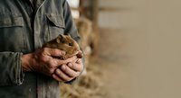 Worker holding young chick in hands on farm. Poultry care and animal husbandry concept for agricultural and rural industry use.