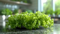 Fresh green lettuce leaves with curly edges on dark surface in soft natural lighting, macro photography highlighting crisp texture and vibrant color for food industry use.