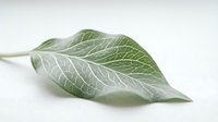 Single green leaf with detailed veins isolated on white background, suitable for botanical designs, nature graphics, wellness packaging, and educational materials.