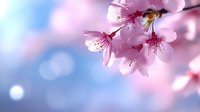 Pink cherry blossom flowers blooming on branch with soft bokeh background and warm sunlight for spring nature designs and seasonal decorations.