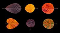Six colorful autumn leaves in red, orange, yellow, and green tones, isolated on transparent background, ready for stickers, clipart, t-shirt design, and print on demand.