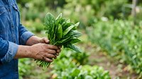 Fresh spinach leaves harvested in farmer's hands at organic garden, ready for cooking or salad preparation.