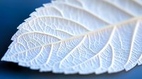 White leaf with intricate vein patterns and delicate texture against blue background for nature photography and botanical design projects.