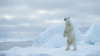 Polar bear standing upright on hind legs among ice formations in Arctic landscape with cloudy sky background for wildlife and nature projects.