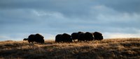 Silhouettes of buffalo herd grazing on prairie grassland under dramatic cloudy sky at sunset creating peaceful wildlife scene for nature and conservation themes.