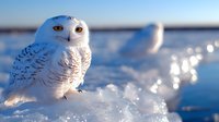Snowy owl perched on snow-covered ground in winter landscape with blurred background. Arctic bird wildlife photography for nature and ornithology content.