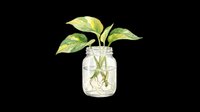 Watercolor pothos cutting in a glass jar with roots, isolated on transparent background. Great for t-shirt design, stickers, clipart, print on demand, and sublimation.
