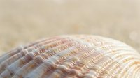 Macro shot of seashell surface displaying intricate ridged texture and natural pearl-like iridescent finish, suitable for nature backgrounds and design elements.