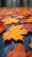 Vibrant orange maple leaves covered in raindrops on dark wet surface. Macro photography captures water droplets on autumn foliage creating seasonal atmosphere.