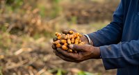 Farmer holding harvested peanuts in hands over field soil, showing agricultural crop yield and farming success for agribusiness and harvest concepts.