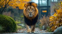 Male lion walking on garden path surrounded by autumn foliage and ornamental grasses. Majestic wild cat with golden mane against fall colors in natural setting.