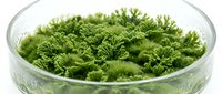 Vibrant green moss growing in laboratory petri dish, suitable for biology education, scientific research, and environmental studies.