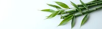 Fresh green bamboo stems with leaves arranged on white background, natural zen minimalist composition for spa and wellness design.