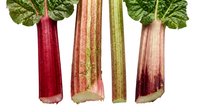 Four fresh rhubarb stalks with green leaves, isolated on white background, showing color variation from deep red to green, cut ends visible.