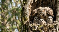 Great horned owl family with three fluffy owlets nestled in natural tree hollow cavity during spring nesting season in forest habitat.