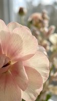 Soft pink orchid flower in sharp focus with blurred blooms in background, showcasing delicate petals and natural garden setting for botanical and nature projects.