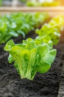 Fresh green lettuce growing in dark fertile soil with sunlight. Close-up of organic leafy vegetable in garden bed shows crisp leaves and healthy plant growth.