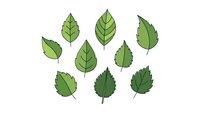 Green leaf collection with various shapes and sizes isolated on white background for nature design projects and botanical illustrations.