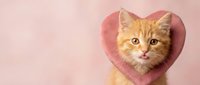 Adorable orange tabby kitten wearing pink heart-shaped collar on soft pink background for Valentine's Day pet photography and romantic greeting cards.