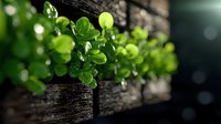 Fresh green leaves growing through dark wooden fence with morning dew drops and bokeh effect in soft natural lighting, creating serene garden atmosphere.