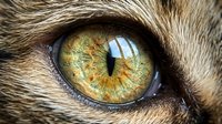 Close-up macro shot of cat eye with golden amber iris and vertical pupil surrounded by brown tabby fur. Feline anatomy detail for veterinary education.