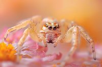 Jumping spider on pink flower petal macro photography with orange background showing detailed eyes and legs in extreme closeup nature photography.