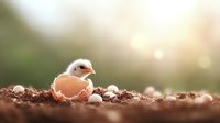 Newborn chick emerging from eggshell in soft morning light on natural soil background, symbolizing new beginnings, birth, and spring awakening.