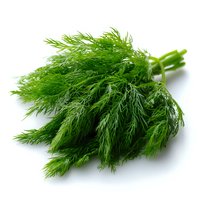 Fresh green dill bunch with feathery leaves isolated on white background, aromatic herb for cooking and garnishing dishes.